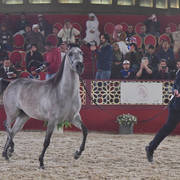 Evangaline KH: Fillies 3 Years Old 