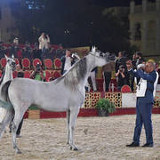 Aria Dinara: Fillies 3 Years Old 