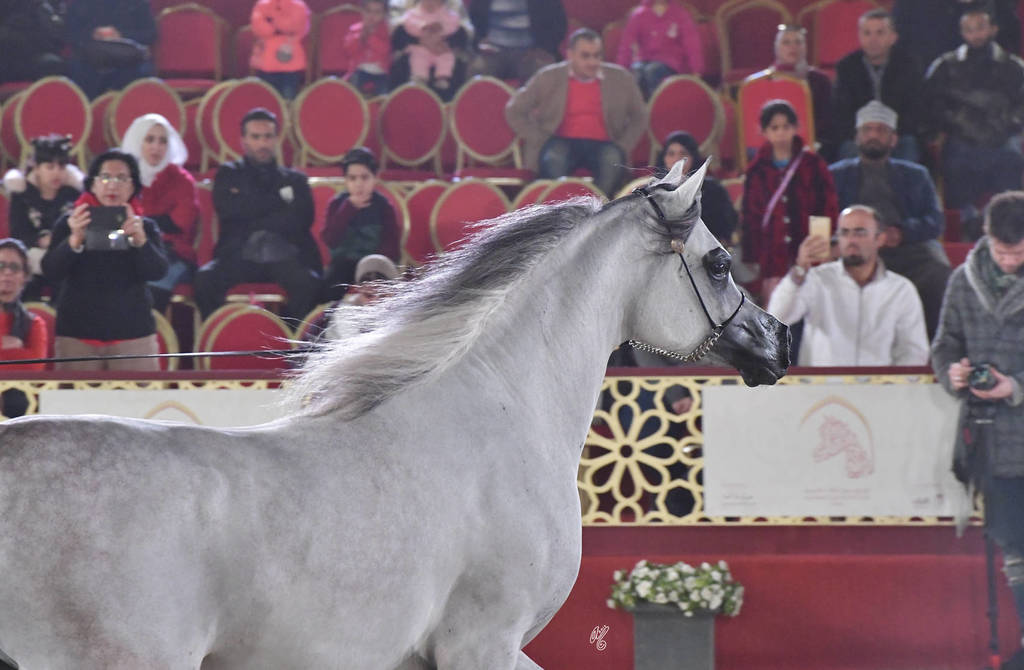 Aria Dinara: Fillies 3 Years Old 