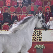 Aria Dinara: Fillies 3 Years Old 