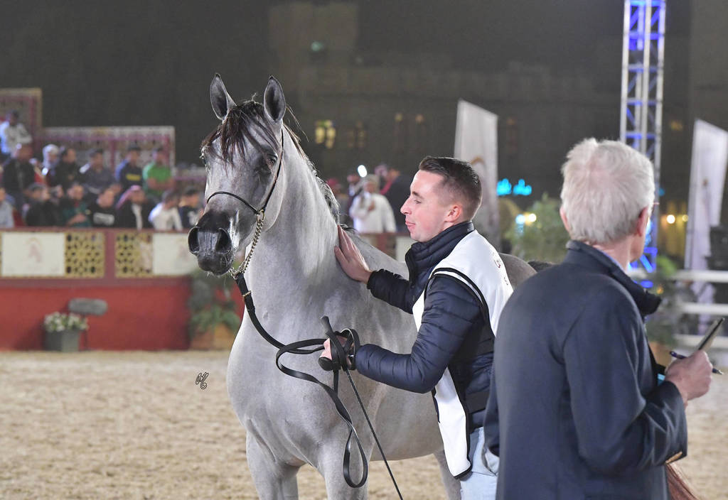 Turkiah Al Shaqab: Fillies 3 Years Old  