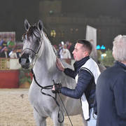 Turkiah Al Shaqab: Fillies 3 Years Old  