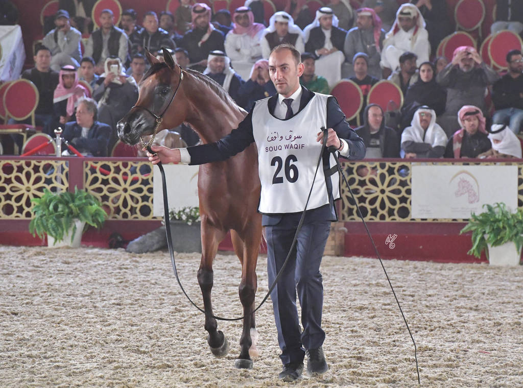 Arwa Al Nasser: Fillies 3 Years Old 