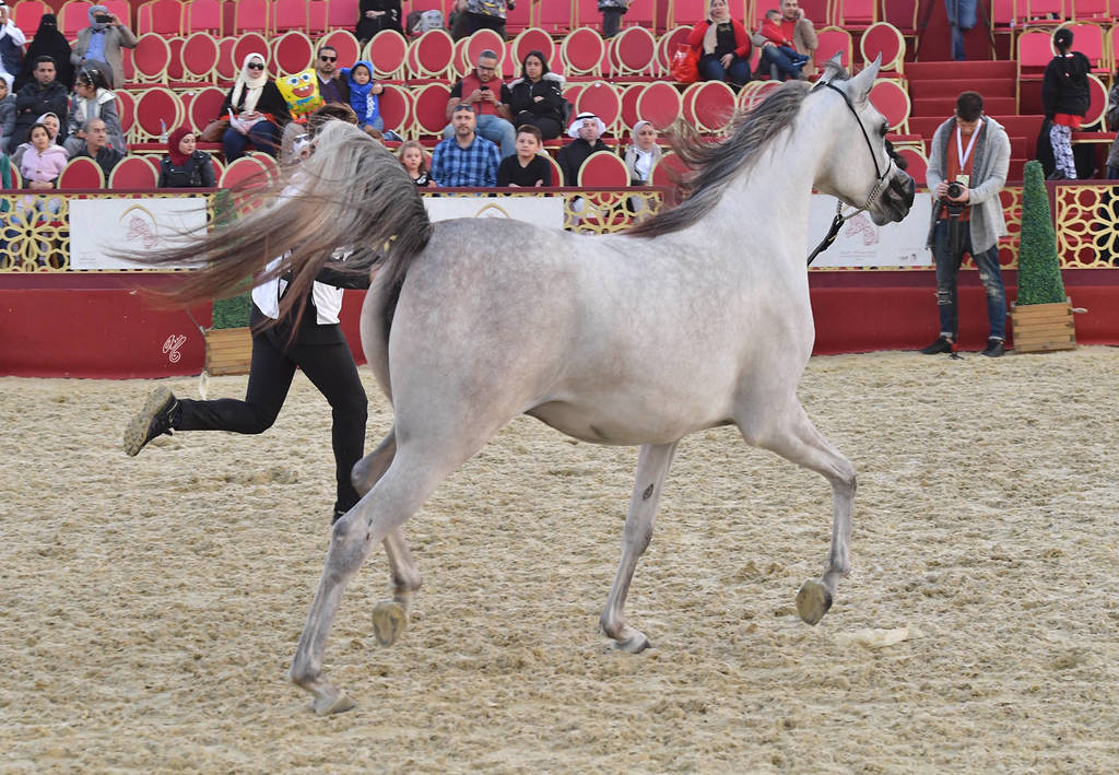 Najla Umm Aludham: Fillies 2 Years Old 