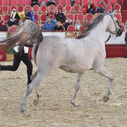 Najla Umm Aludham: Fillies 2 Years Old 