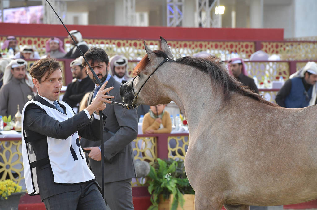 Aldana Umm Aludham: Fillies 2 Years Old 