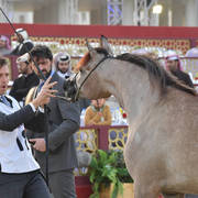 Aldana Umm Aludham: Fillies 2 Years Old 