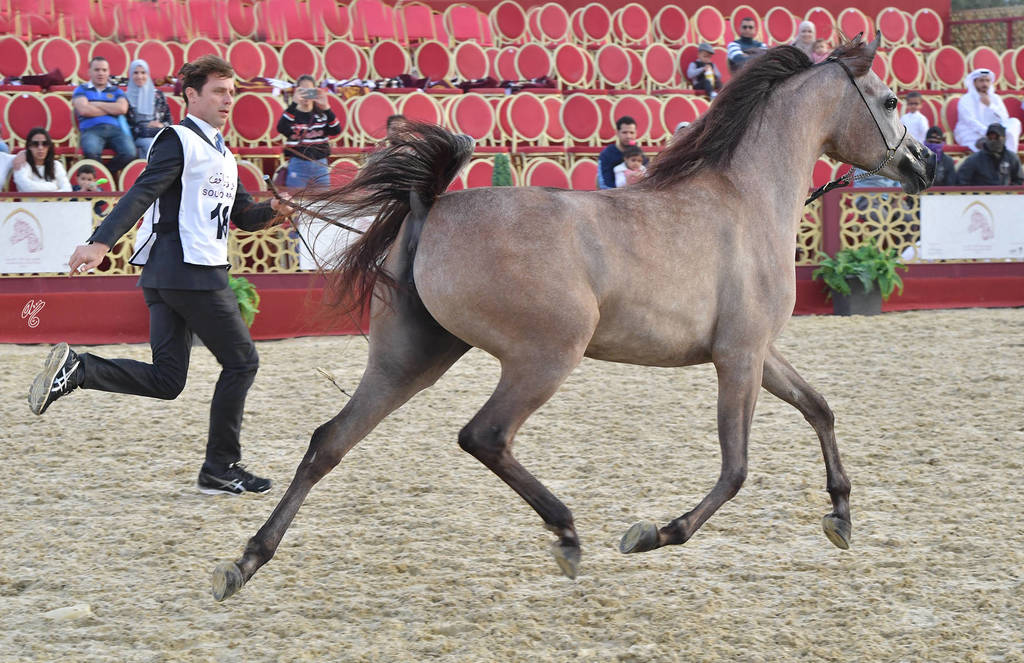 Aldana Umm Aludham: Fillies 2 Years Old 