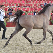 Aldana Umm Aludham: Fillies 2 Years Old 