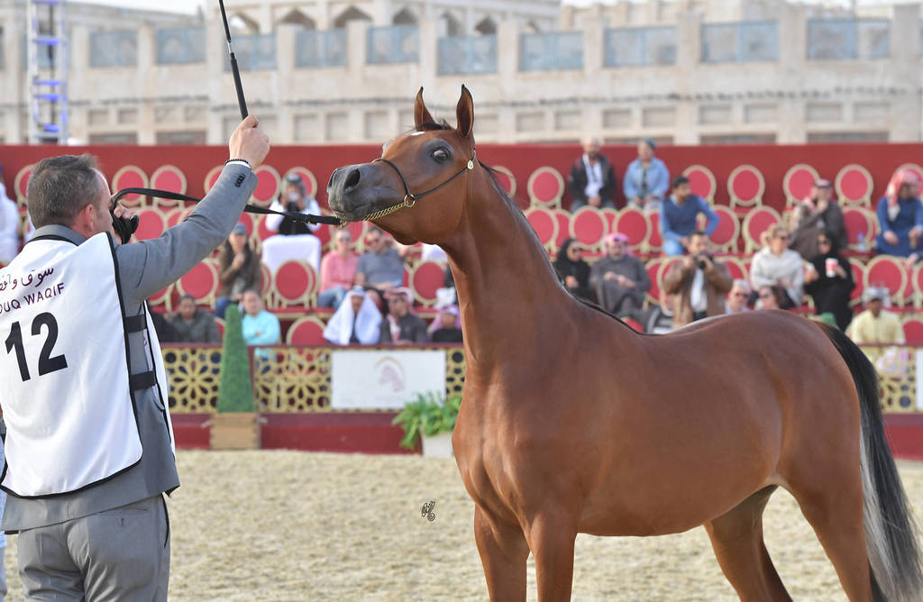 Suwaira Al Shaqab: Fillies 2 Years Old