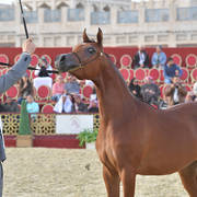 Suwaira Al Shaqab: Fillies 2 Years Old