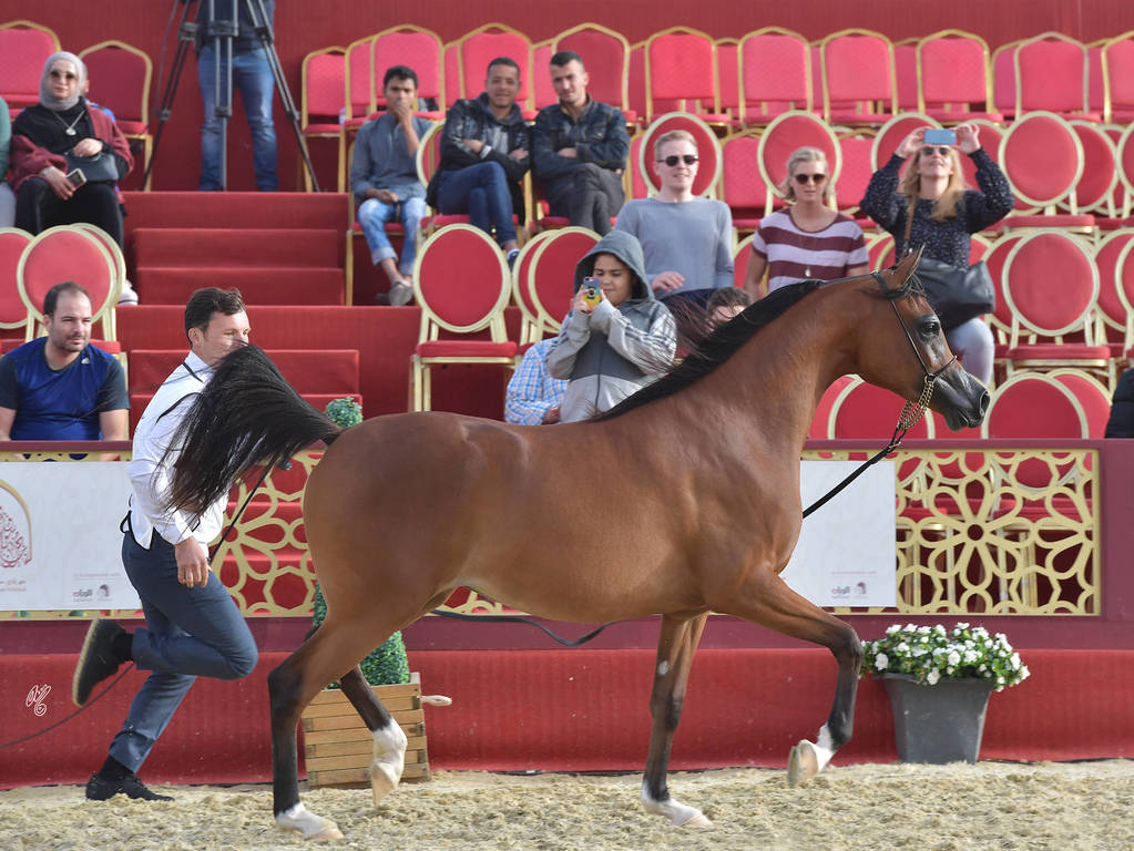  Halima Al Khor: Fillies 2 Years Old