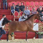  Halima Al Khor: Fillies 2 Years Old