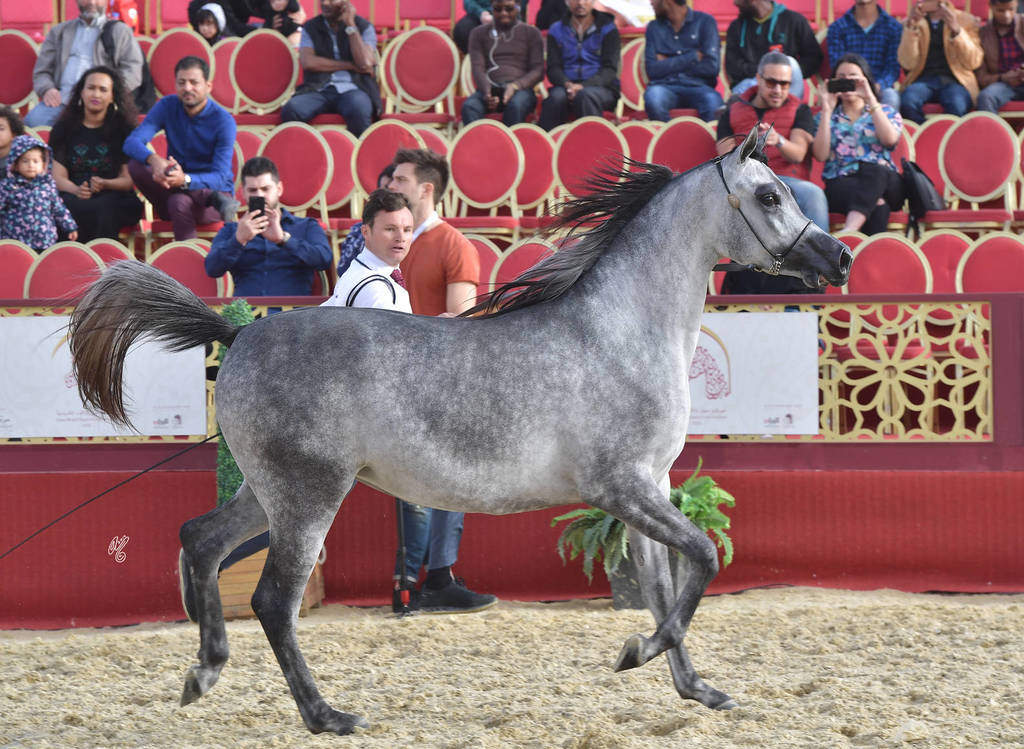 Katara Al Khor: Fillies 2 Years Old
