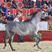 Katara Al Khor: Fillies 2 Years Old