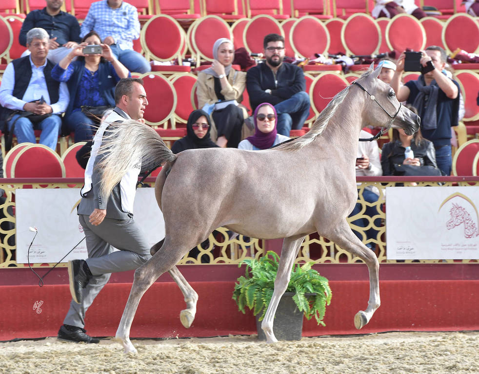 Qatanna Al Shaqab: Fillies 2 Years Old 