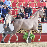 Qatanna Al Shaqab: Fillies 2 Years Old 