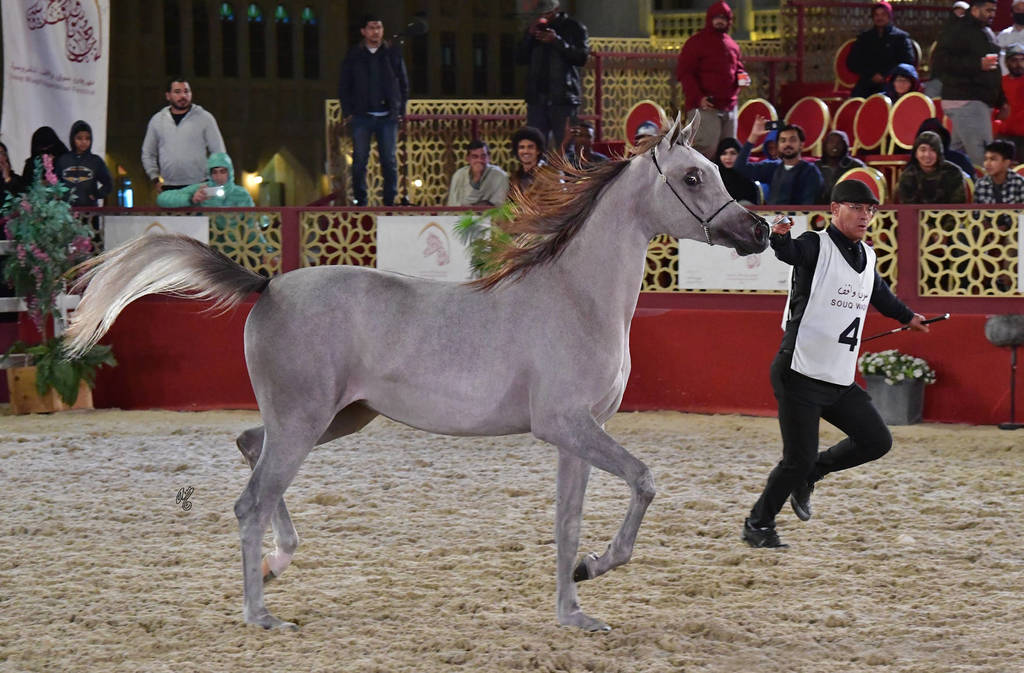 Te Al Shaqab: Fillies 2 Years Old 