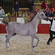 Te Al Shaqab: Fillies 2 Years Old 