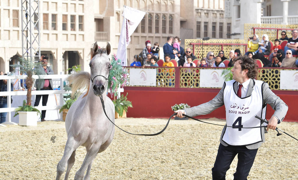 Te Al Shaqab: Fillies 2 Years Old 