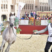 Te Al Shaqab: Fillies 2 Years Old 