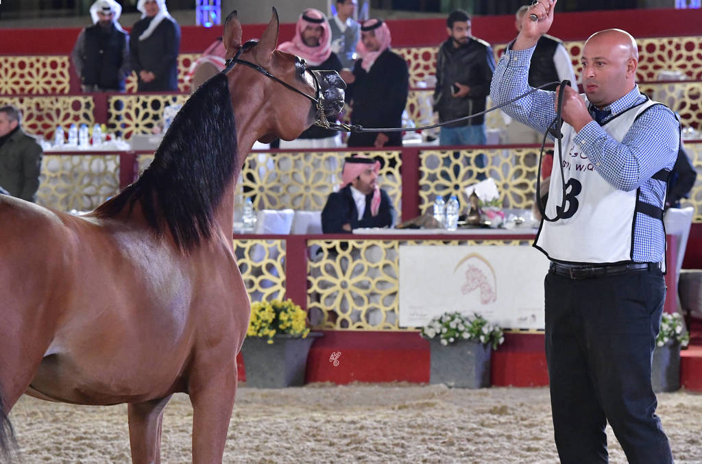 Jamilah Al Rasheed: Fillies 2 Years Old