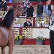 Jamilah Al Rasheed: Fillies 2 Years Old