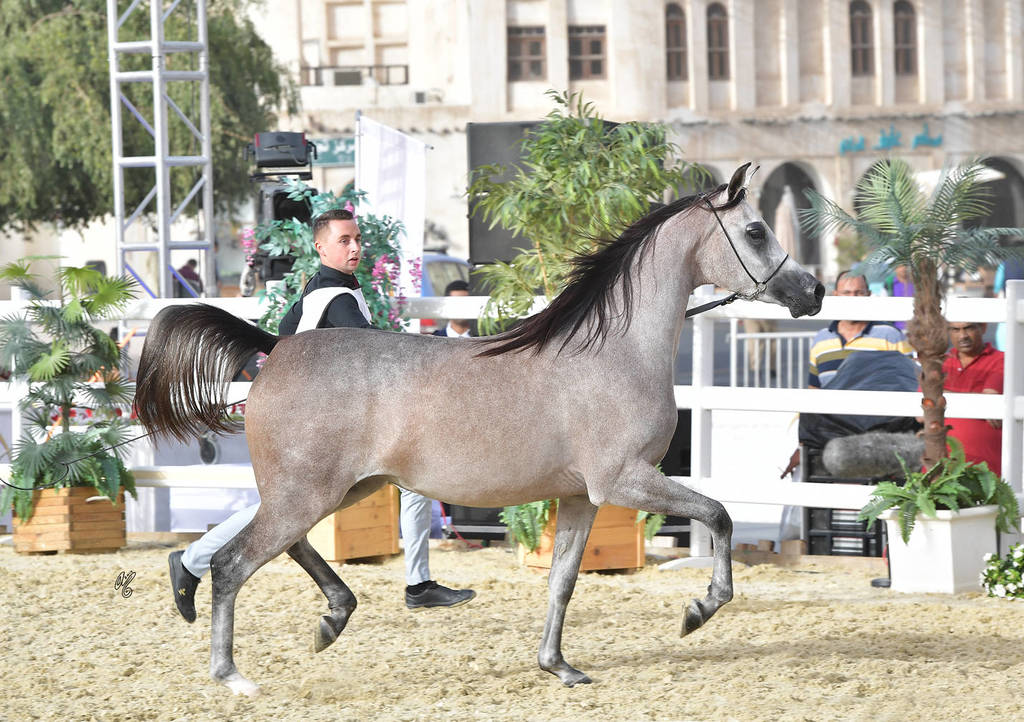 Bazzah Aljawad: Fillies 2 Years Old