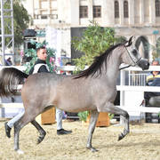 Bazzah Aljawad: Fillies 2 Years Old