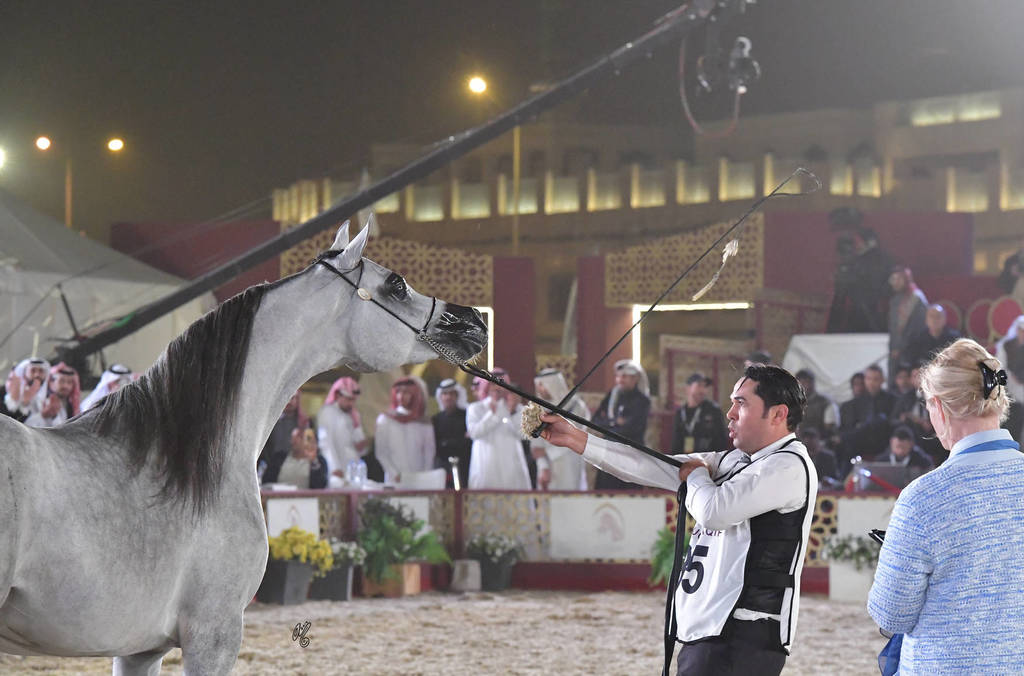 D Fala: Fillies 3 Years Old  