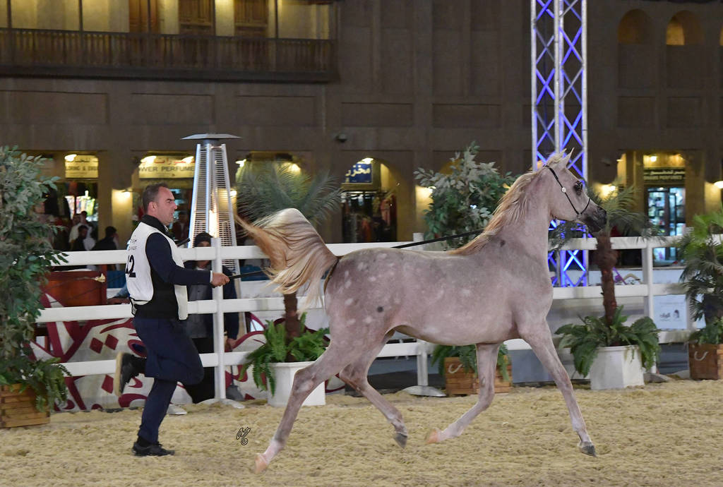 Faher Al Shaqab: Colts 2 Years Old 