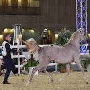 Faher Al Shaqab: Colts 2 Years Old 