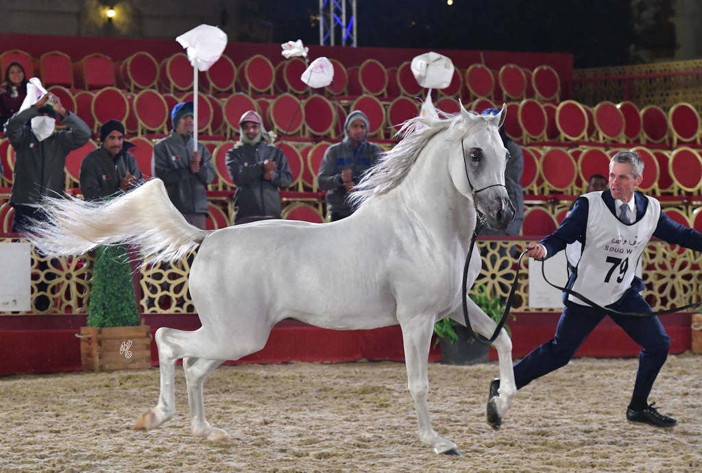 Junior Colt Silver Champion: Dukhan Al Rayyan (Sabeh Al Salhiyah X Serene Ciai Dii)