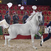 Junior Colt Silver Champion: Dukhan Al Rayyan (Sabeh Al Salhiyah X Serene Ciai Dii)