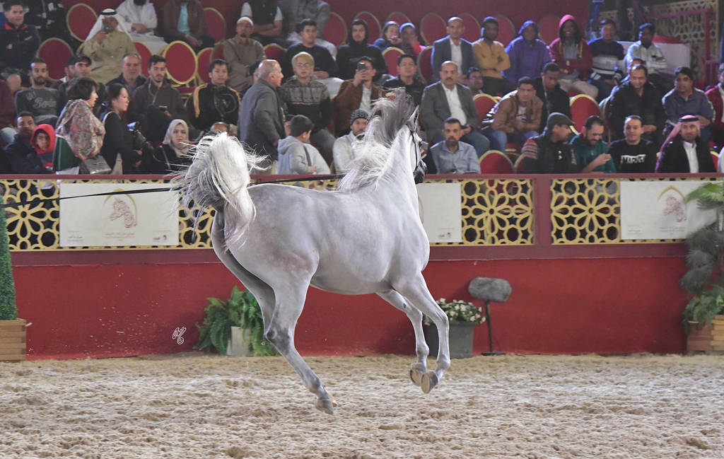 Aria Dinara: Fillies 3 Years Old 