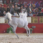 Aria Dinara: Fillies 3 Years Old 