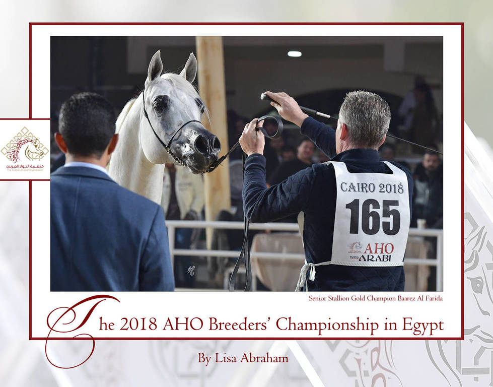 The 2018 AHO Breeders' Championship in Egypt