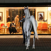 2008 The Al Khalediah Arabian Horse Show 