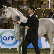 2008 The Al Khalediah Arabian Horse Show 