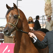 2008 The Al Khalediah Arabian Horse Show 