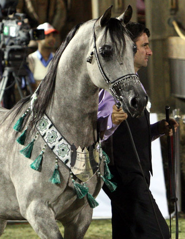 2008 The Al Khalediah Arabian Horse Show 