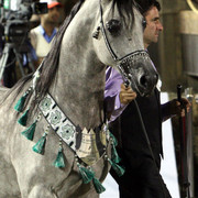 2008 The Al Khalediah Arabian Horse Show 
