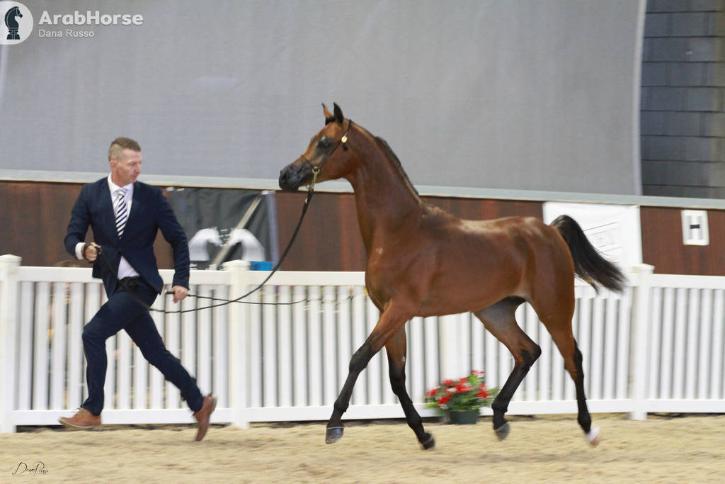 AUSTRALIAN ARABIAN NATIONAL CHAMPIONSHIPS - 2019 - HIGHLIGHTS