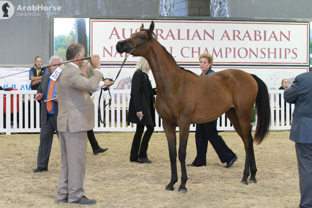 AUSTRALIAN ARABIAN NATIONAL CHAMPIONSHIPS - 2019 - HIGHLIGHTS