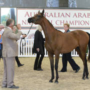 AUSTRALIAN ARABIAN NATIONAL CHAMPIONSHIPS - 2019 - HIGHLIGHTS