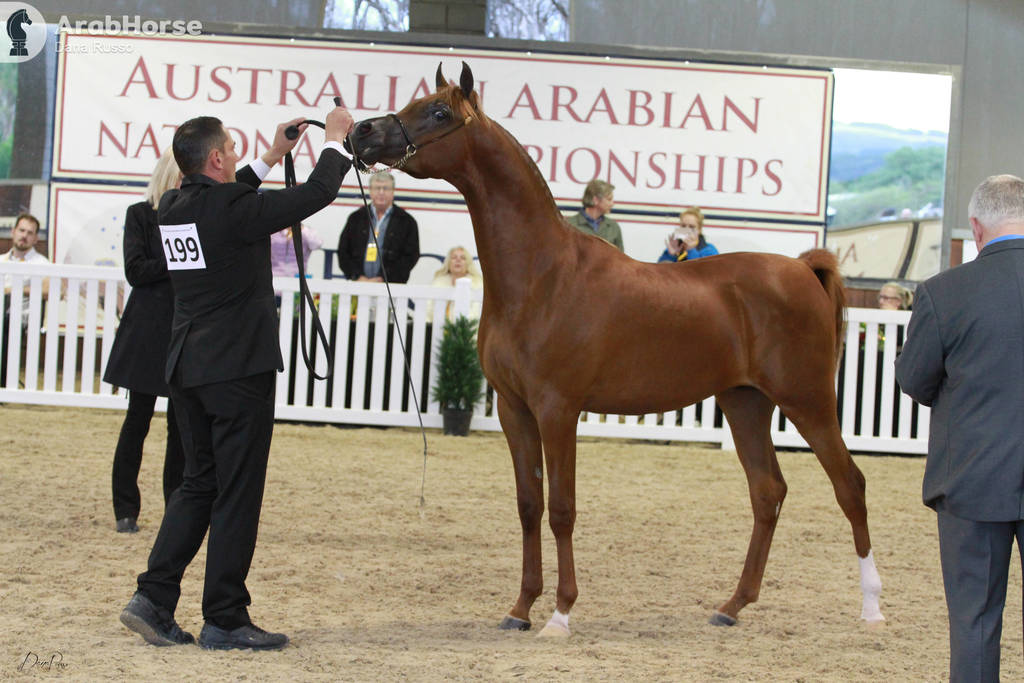 AUSTRALIAN ARABIAN NATIONAL CHAMPIONSHIPS - 2019 - HIGHLIGHTS