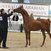 AUSTRALIAN ARABIAN NATIONAL CHAMPIONSHIPS - 2019 - HIGHLIGHTS