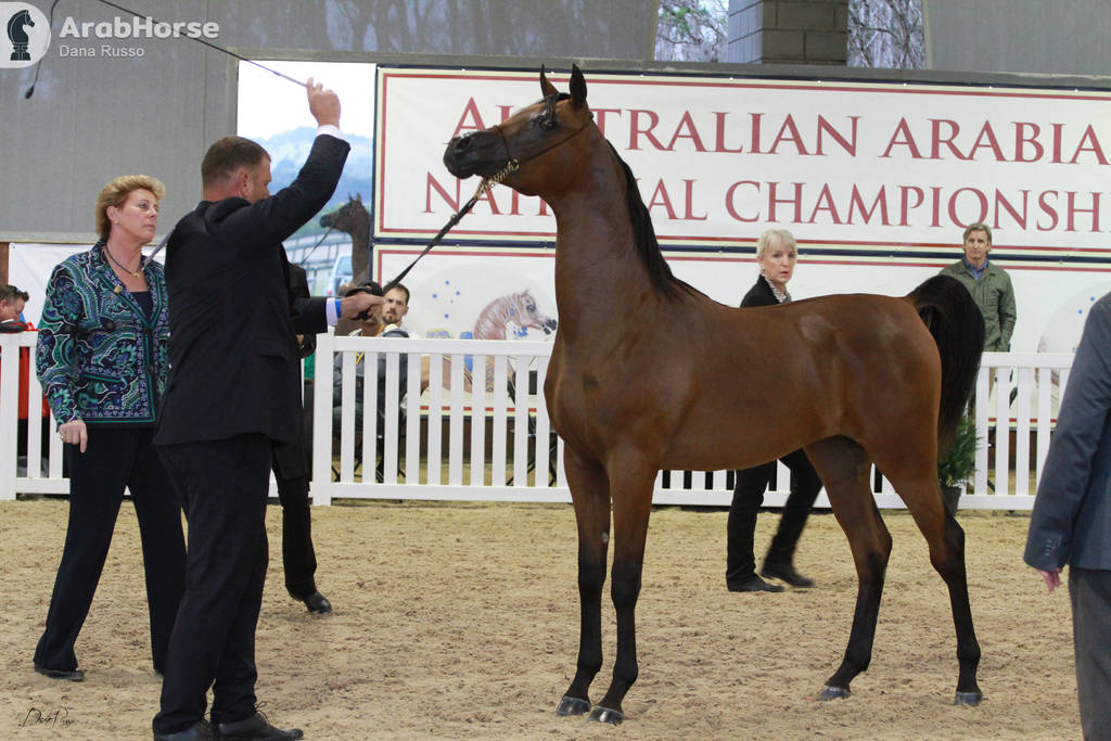 AUSTRALIAN ARABIAN NATIONAL CHAMPIONSHIPS - 2019 - HIGHLIGHTS