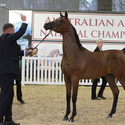 AUSTRALIAN ARABIAN NATIONAL CHAMPIONSHIPS - 2019 - HIGHLIGHTS