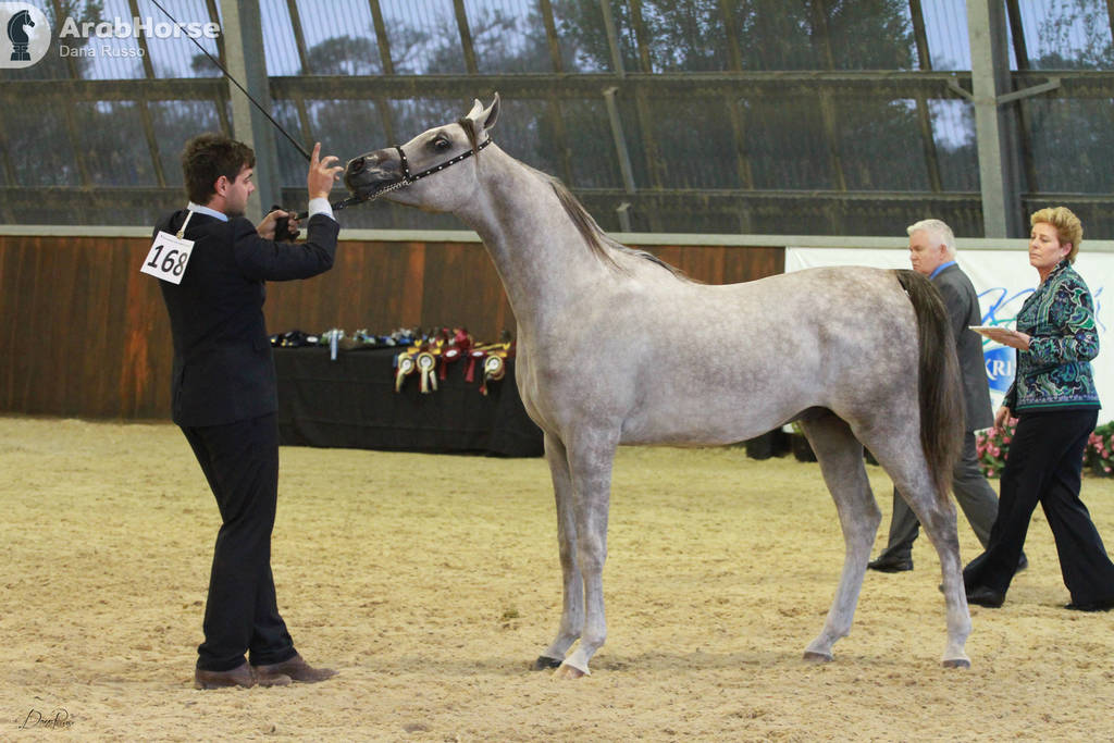 AUSTRALIAN ARABIAN NATIONAL CHAMPIONSHIPS - 2019 - HIGHLIGHTS